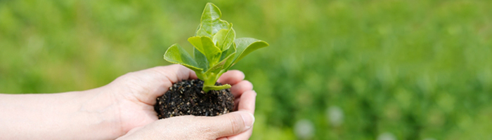 美化運動を行っています。